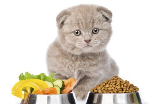 La dieta del gatto