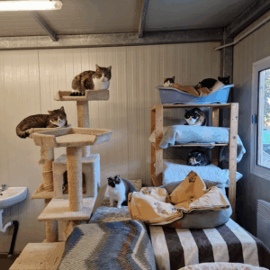 gatti1_square