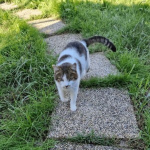 gatti3_square