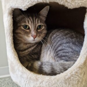 gatti5