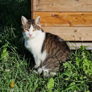 gatti7