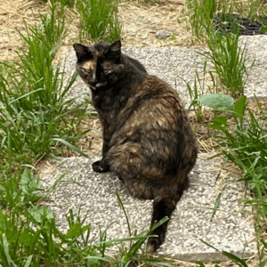 gattone_square