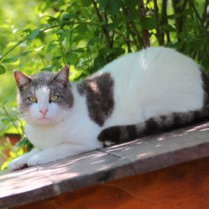 oasi_felina10