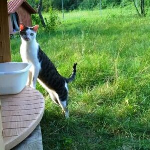 oasi_felina6