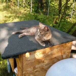 oasi_felina8