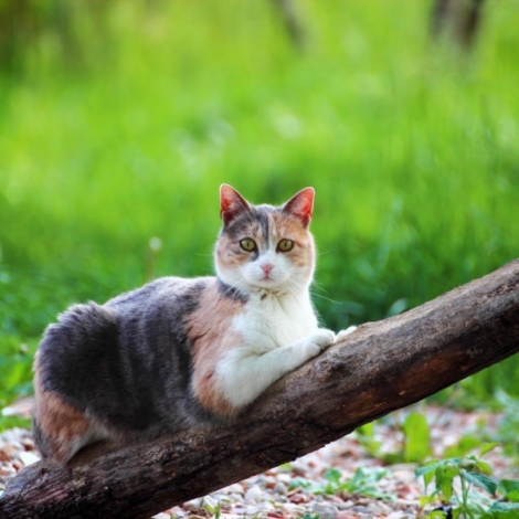 oasi_felina_1