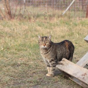 oasi_felina_3