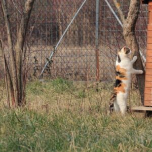 oasi_felina_4