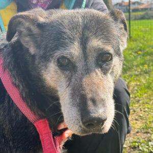 nerone2