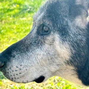 nerone3